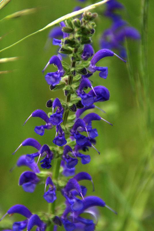 Unser Orchideenpark Bild Nr.080